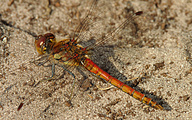 Moustached Darter (Male, Sympetrum vulgatum)